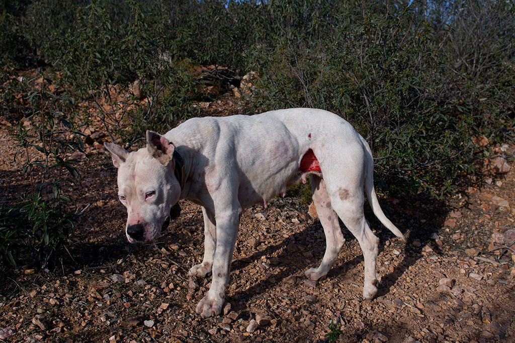 In the event that the dogs have open wounds, they sew them up or use staplers to close them, all without a veterinary presence.