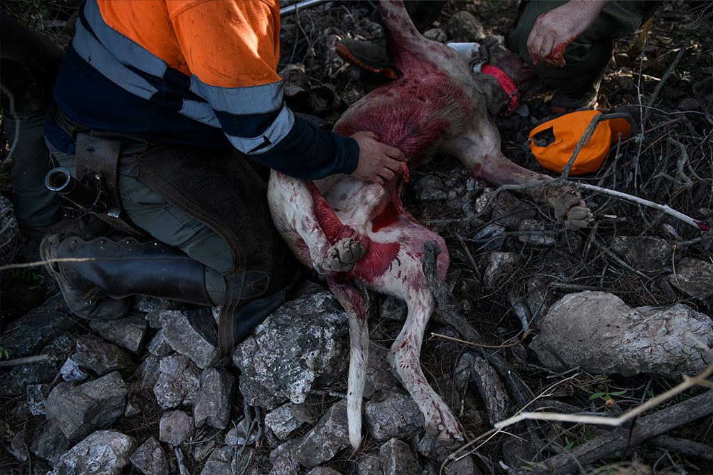 In the event that the dogs have open wounds, they sew them up or use staplers to close them, all without a veterinary presence.
