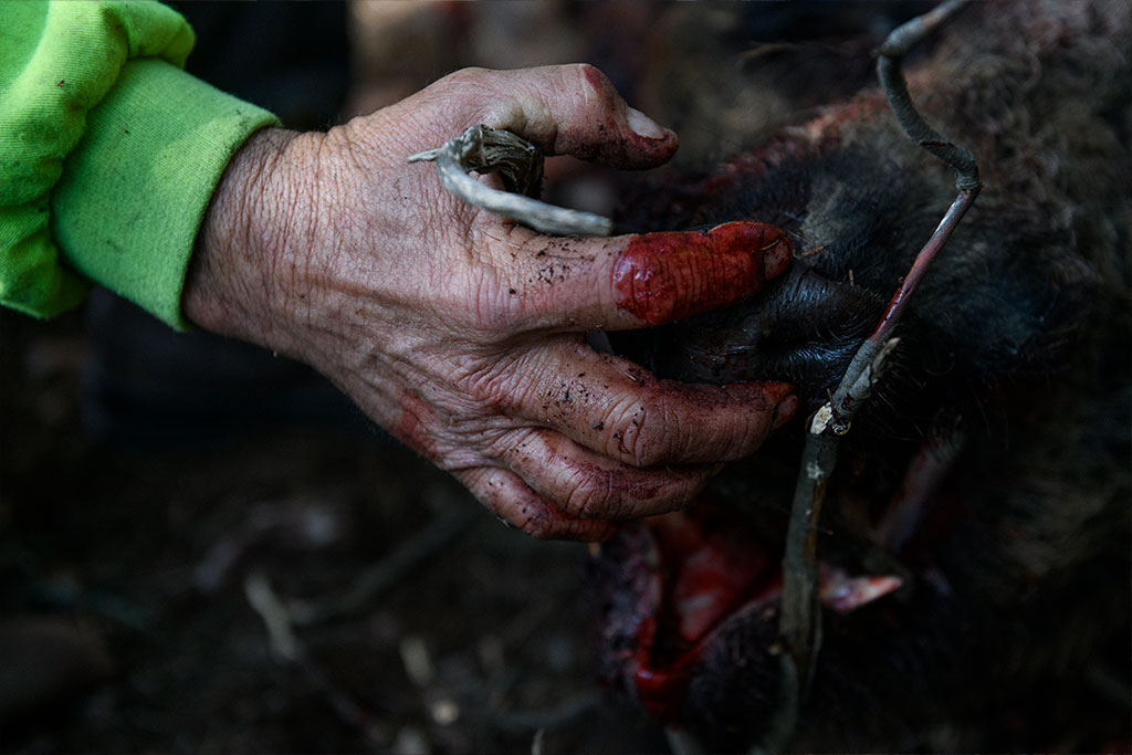 Only in big game during 2020, the lives of 582,290 deer, wild boar, fallow deer and other species were killed.